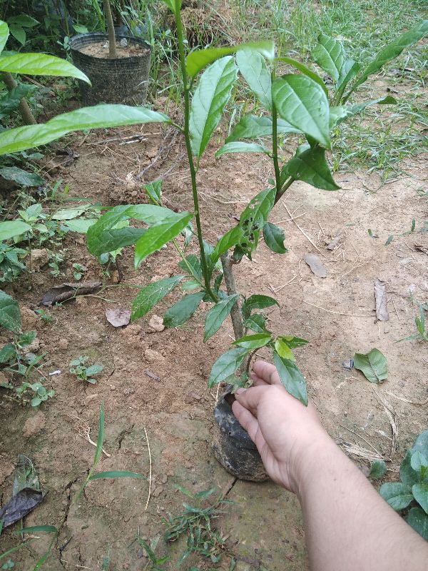 cây Xạ Đen Chính gốc Hoà Bình