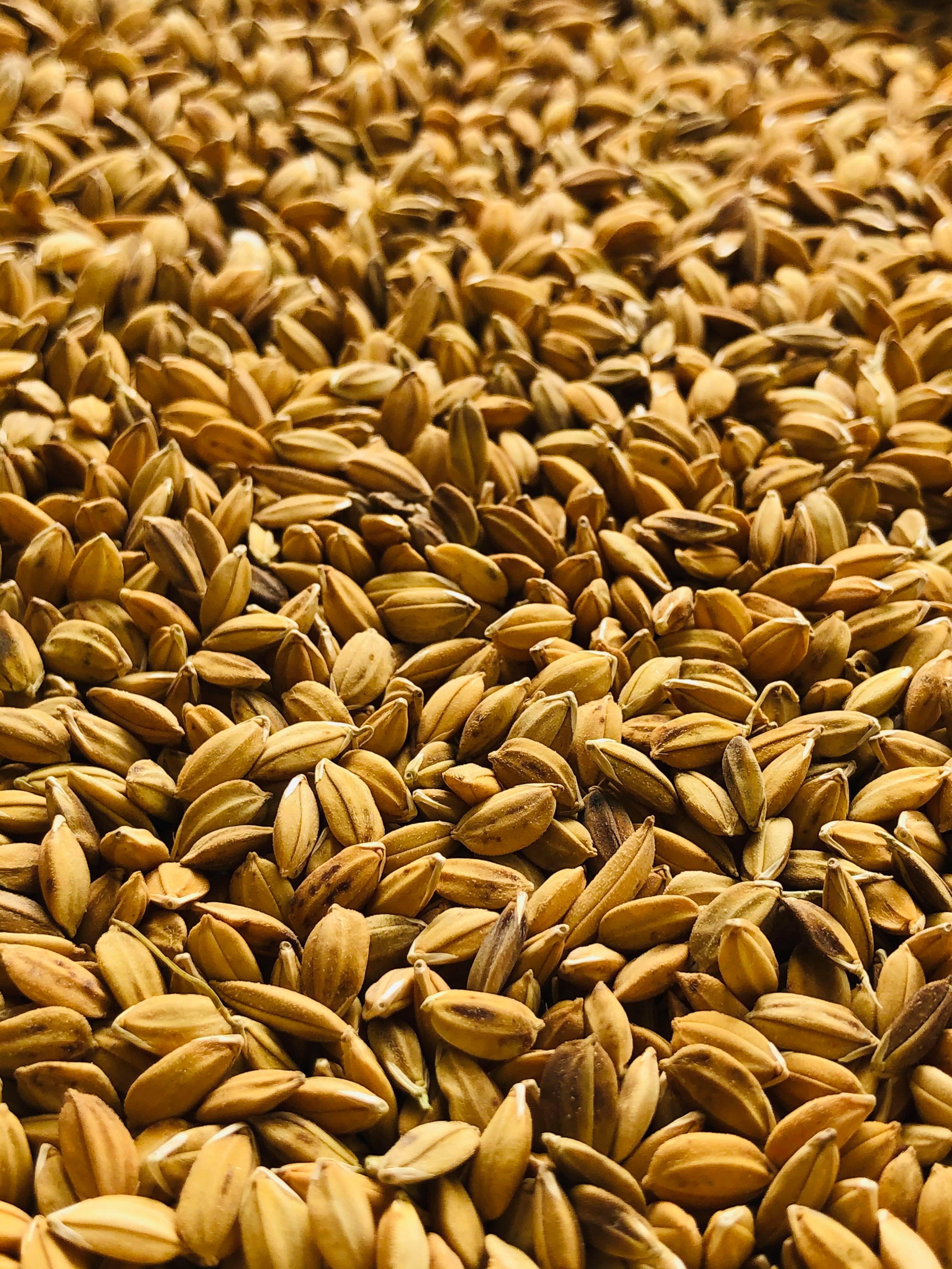 5kg lúa tiêu ruột đỏ cho Chim Cảnh, Cu Gáy, Gà Kiểng.