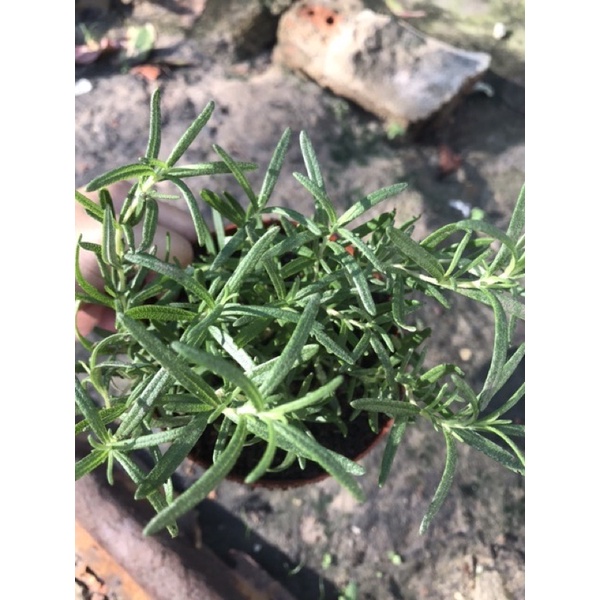 Rosemary Plant