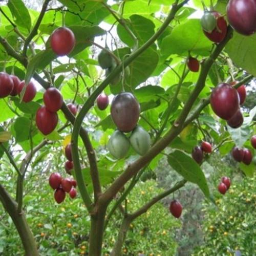 Hạt Cà Chua Thân Gỗ. Túi 10 Hạt. Chất Lượng Cao