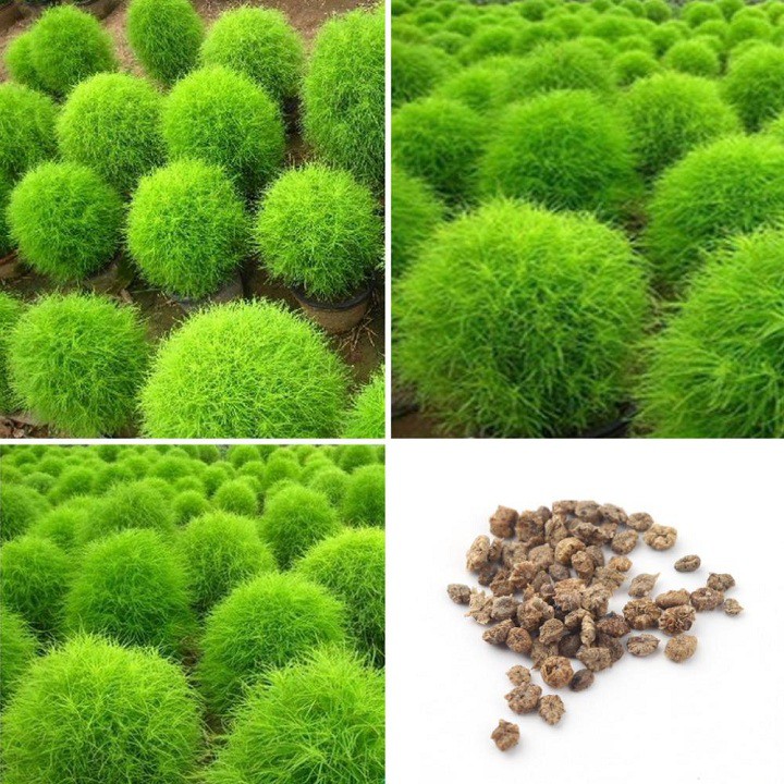 Hạt Giống Cây Cỏ Đổi Màu Kochia Nhật Bản ( Gói 100 Hạt) Nông Sản Vàng