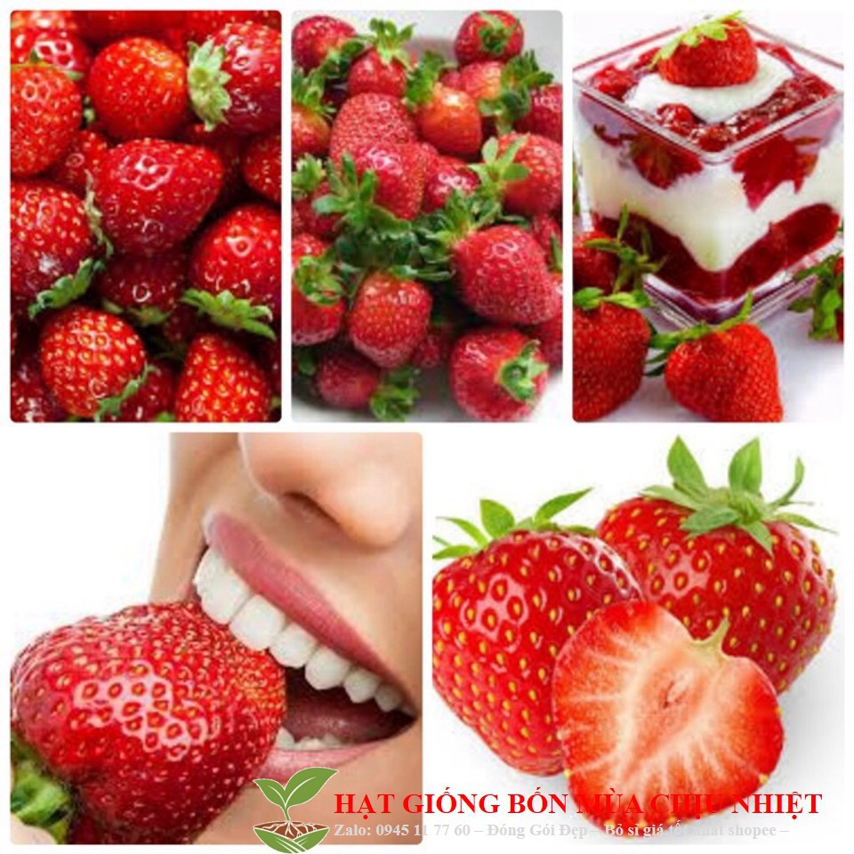 284A Hạt Giống Dâu Tây Mỹ Đá Chịu Nhiệt Bốn Mùa 50 Hạt