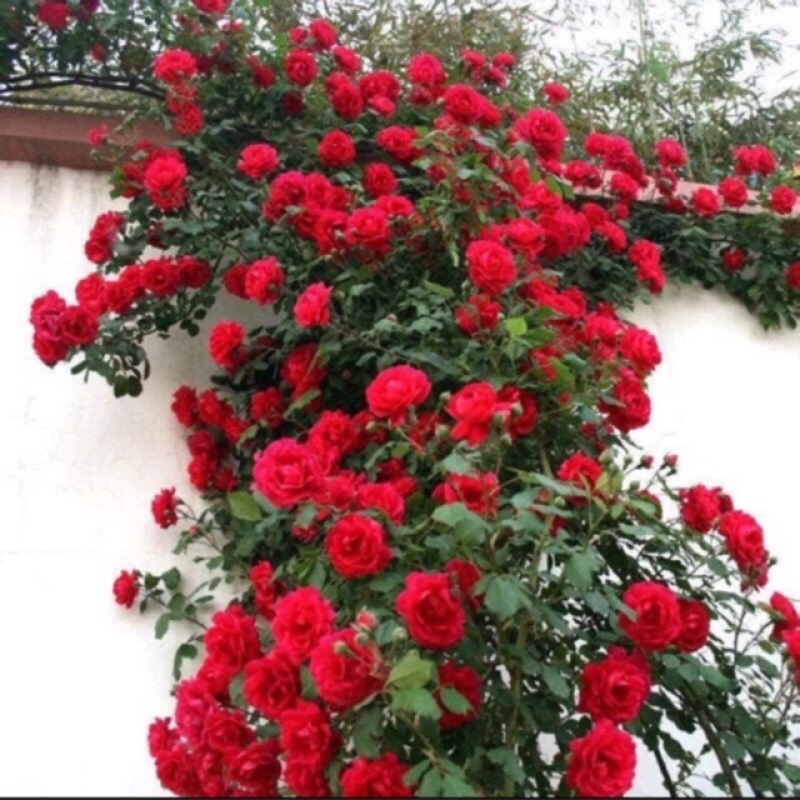 Hoa hồng leo ngoại 120k/10 cây đủ màu