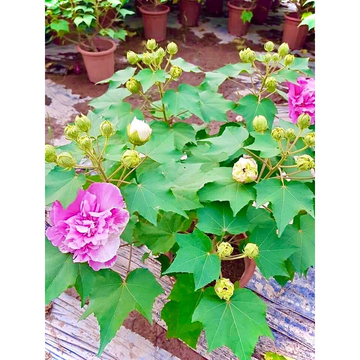 Cây hoa phù dung đổi màu đang hoa cao 70cm (ảnh thật)