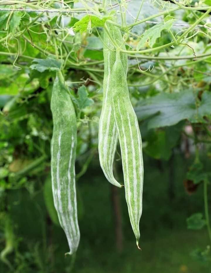 Hạt giống lặc lày - mướp mèo ( gói 10 hạt )