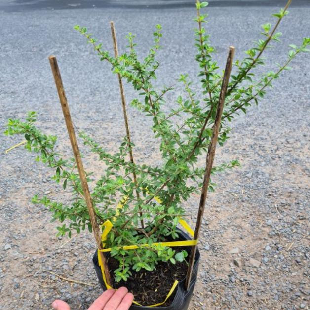 Cây giống Cây hàm hương - CayGiongTot