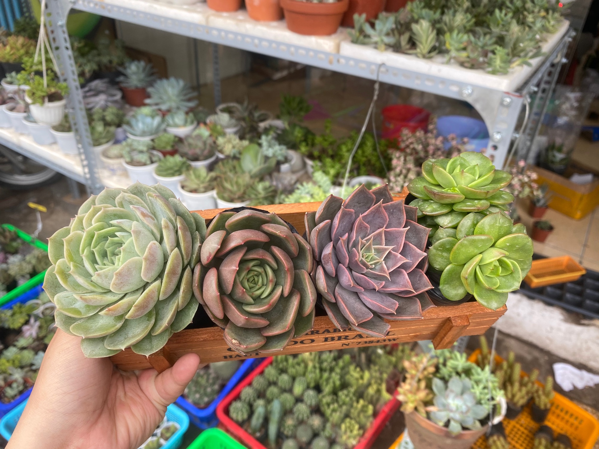 COMBO 4 SEN ĐÁ ĐẸP 6CM