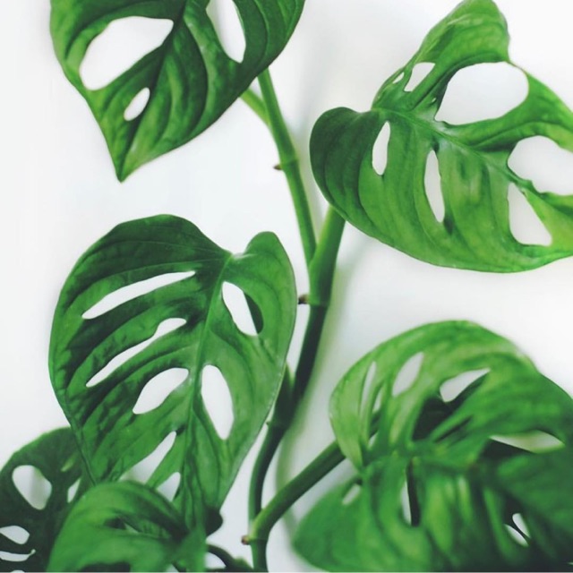trầu bà lỗ-lá mưa