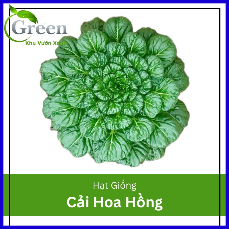 Hạt Giống Rau Cải Hoa Hồng