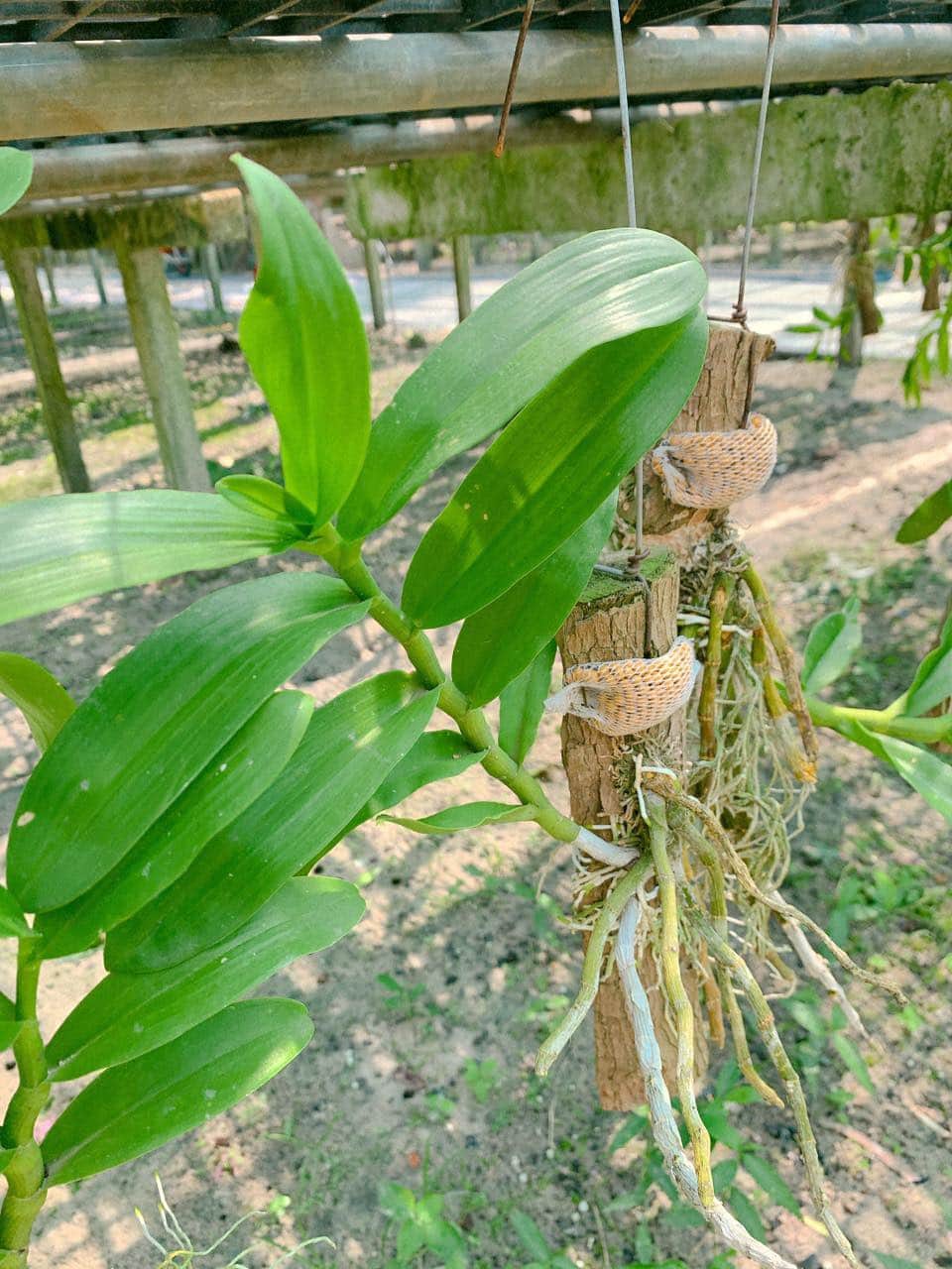 Bảng Lan Trầm Tím Rừng đã thuần