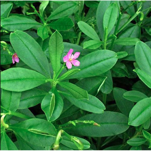 Hạt Giống Sâm Đất - (Talinum.Crassifolium,Willd) - 20 hạt