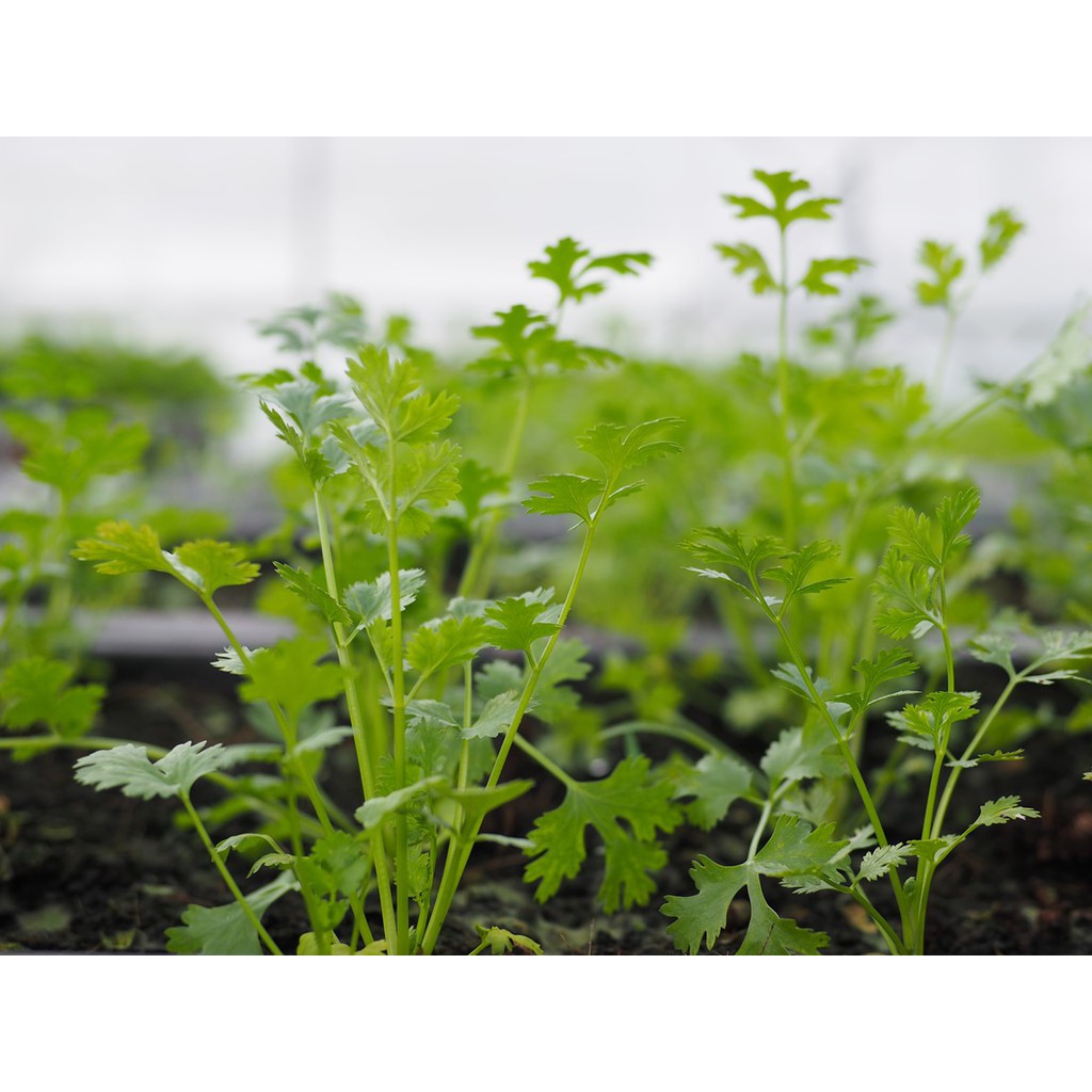 Hạt Giống Ngò Hạt Nhỏ Rạng Đông 20Gram