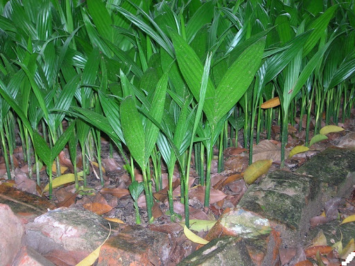 CÂY CAU LÙN - CÂY GIỐNG F1 -