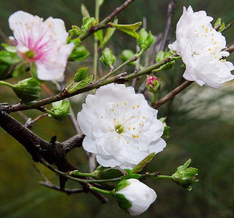 Hạt giống cây mai trung quốc hoa trắng( gói 5 hạt) -
