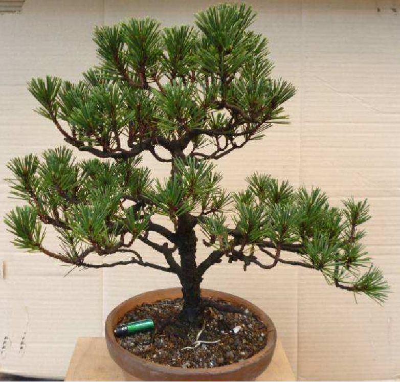 Hạt giống cây tùng la hán CT366 - Gói 10 hạt