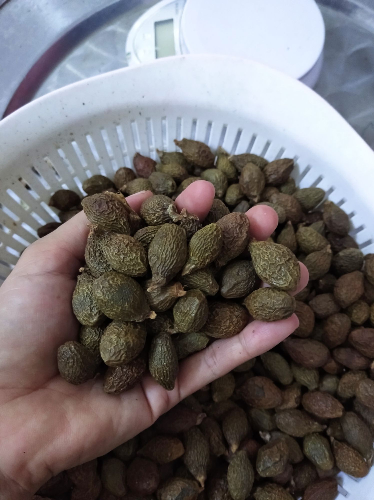 Hạt Đười Ươi Bay 1kg (Loại 1)