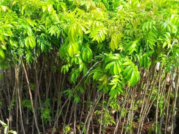 Cây sấu giống (cây tốt khỏe)