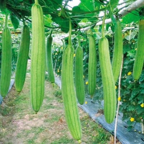 Bộ 3 túi hạt giống mướp hương siêu quả. Mỗi túi 20 hạt giá khuyến mại