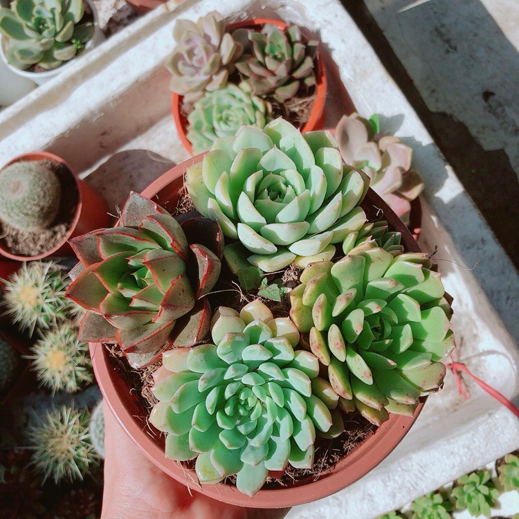 Chậu sen đá mix 4 cây lớn