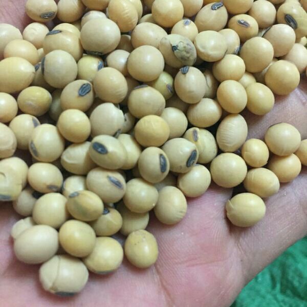 Combo 5kg đỗ tương