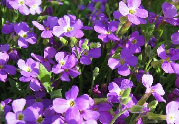 Hạt giống hoa Violet VTP78 | Vạn Tín Store