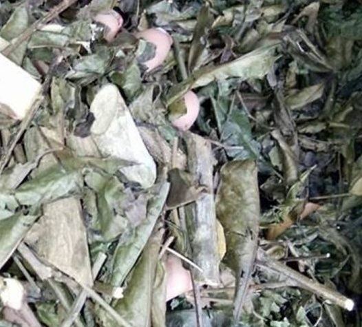 cây lá gan 1 kg