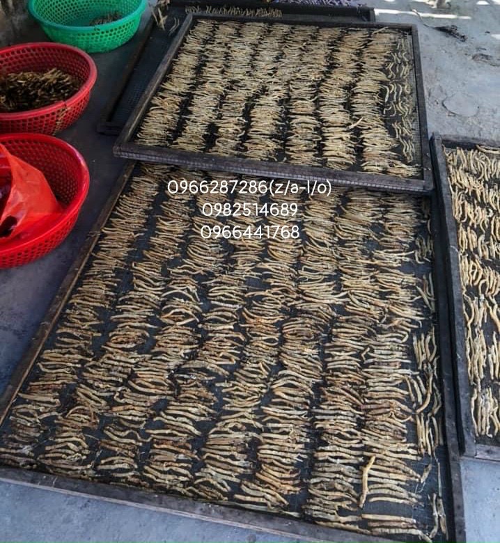 100g sá -sùng đại loại cao cấp