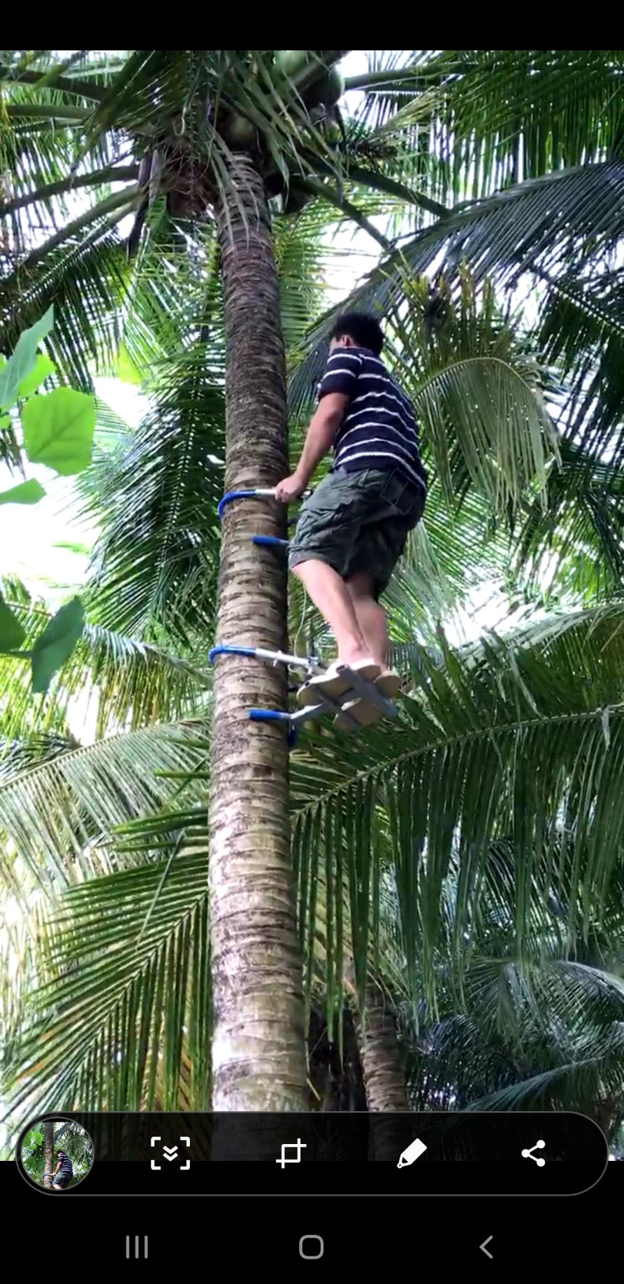 DỤNG CỤ LEO CÂY DỪA KIỂU NGỒI LEO