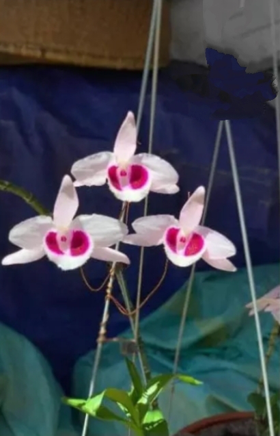 Cây giống hoa lan Ám Mắt Đỏ Cánh Bầu Đại
