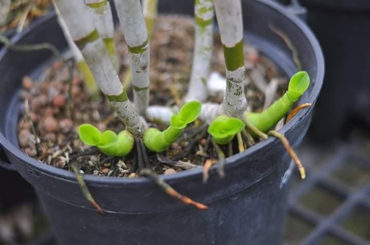 Kích Mầm, chồi, hoa KEIKI DUY