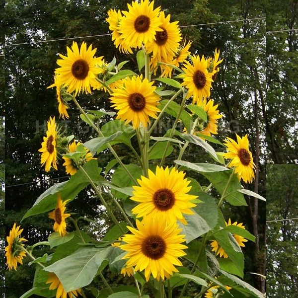 [HCM]10 Hạt giống hướng dương tháp cao siêu bông