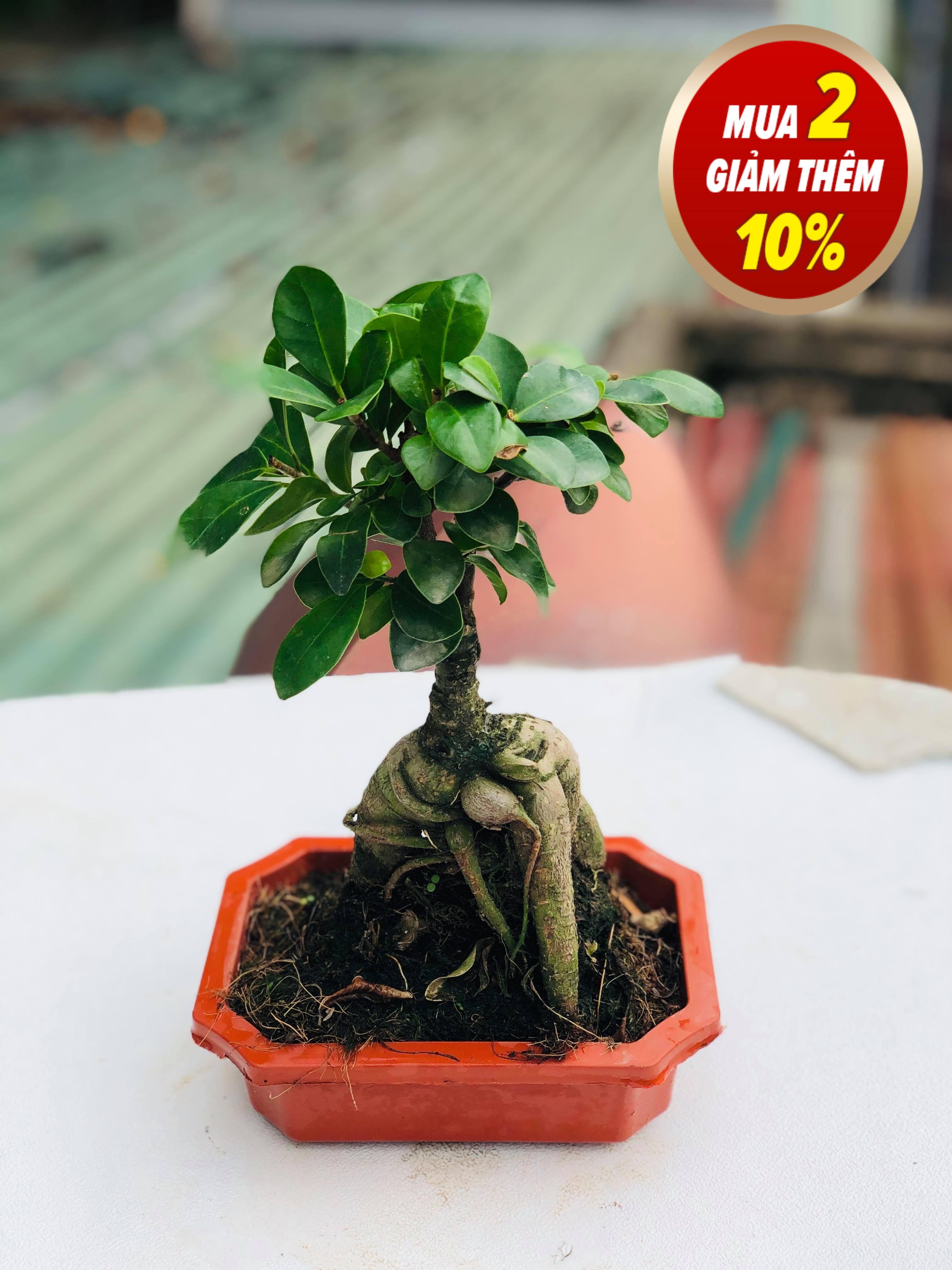 Cây bonsai si nhật 2