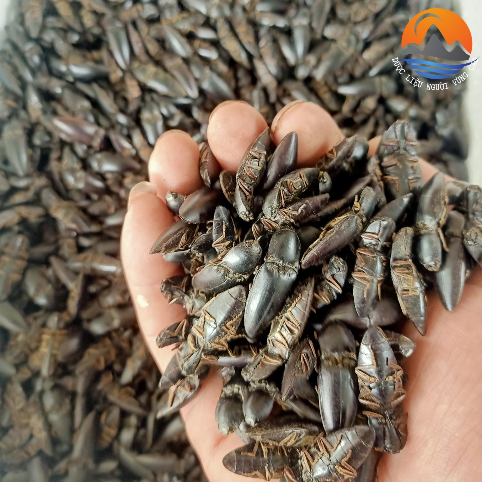 Set 50 con bổ củi rừng khô Tây Bắc ngâm rượu giúp bổ thận, tráng dương, tăng cường sinh lý nam giới