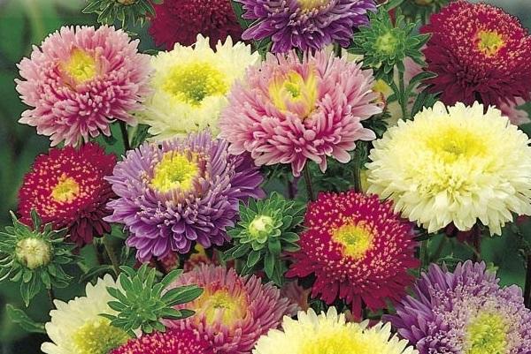 30 Hạt giống hoa Cúc đà lạt