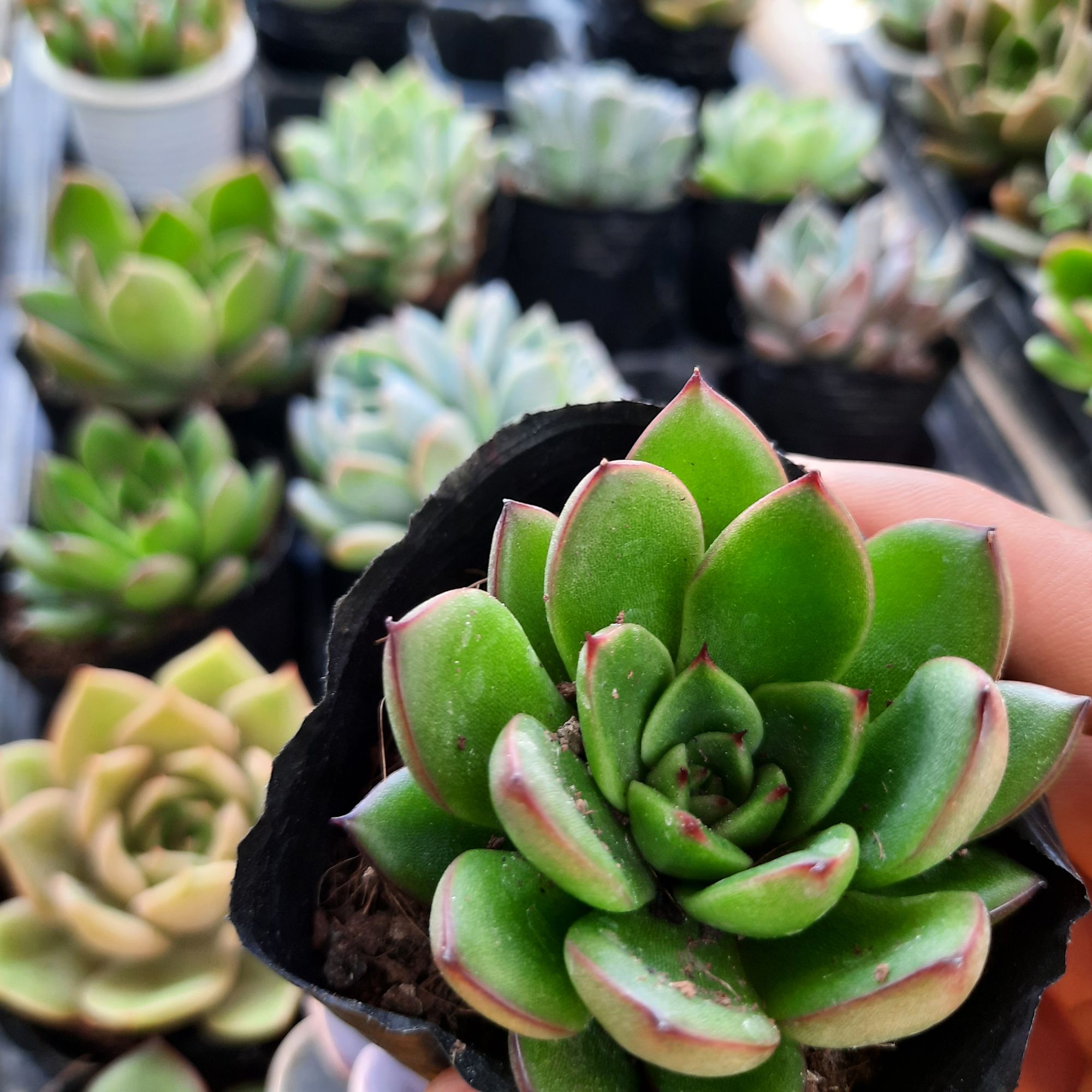 sen đá cả cây và chậu 25k