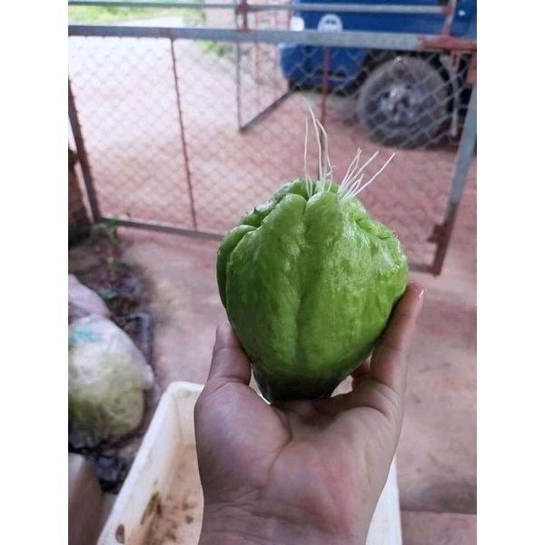 Quả su su giống