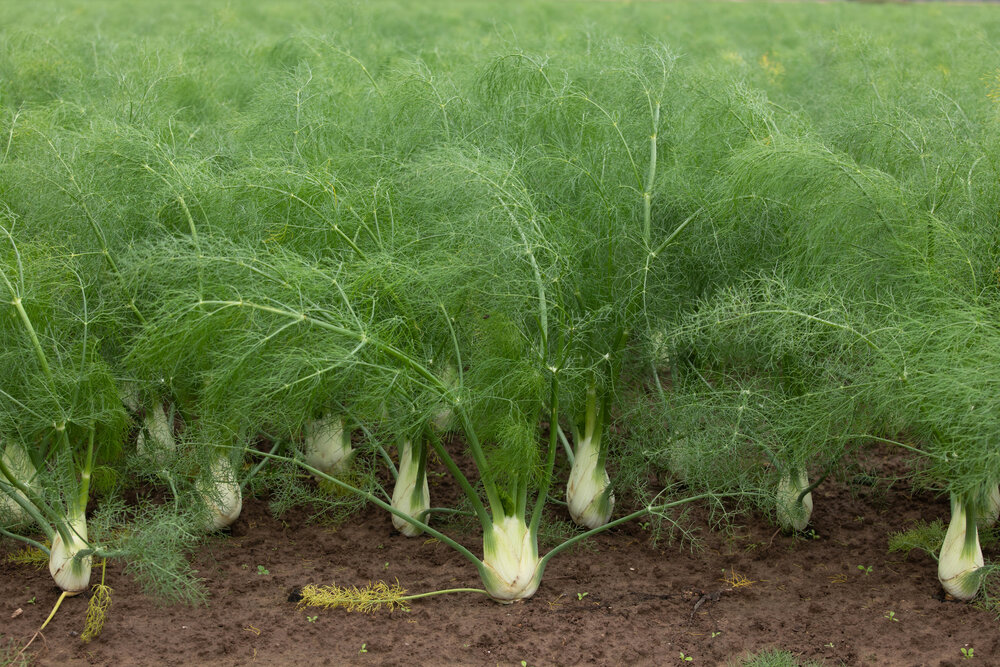 Hạt Giống Củ Thì Là Fennel - Củ Hồi (50 Hạt)