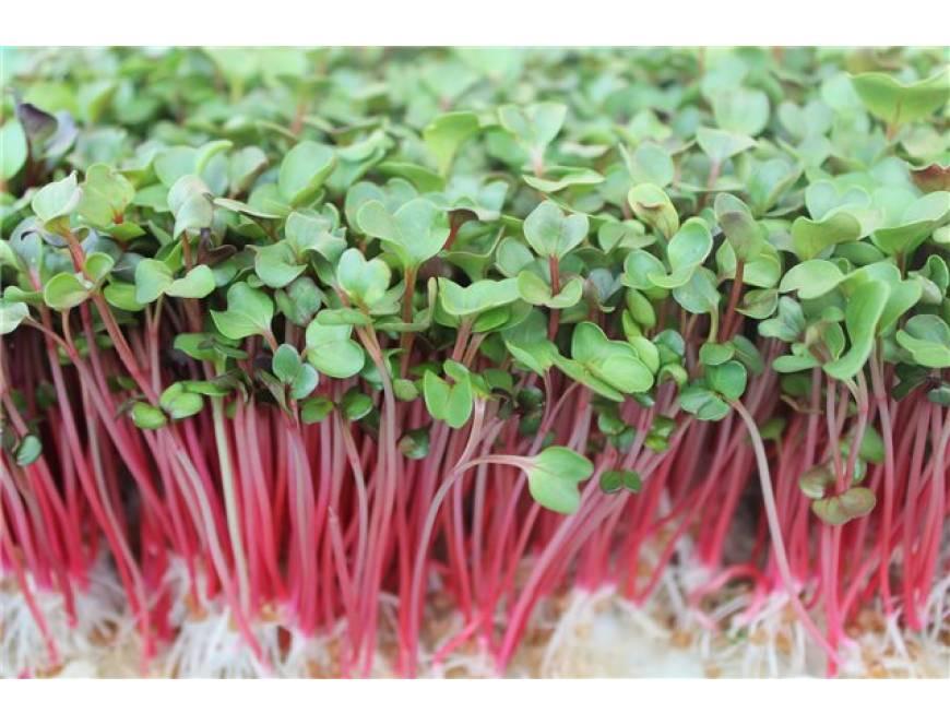 Gói 1kg Hạt Giống Rau Mầm Củ Cải đỏ - Thế Giới Rau Mầm