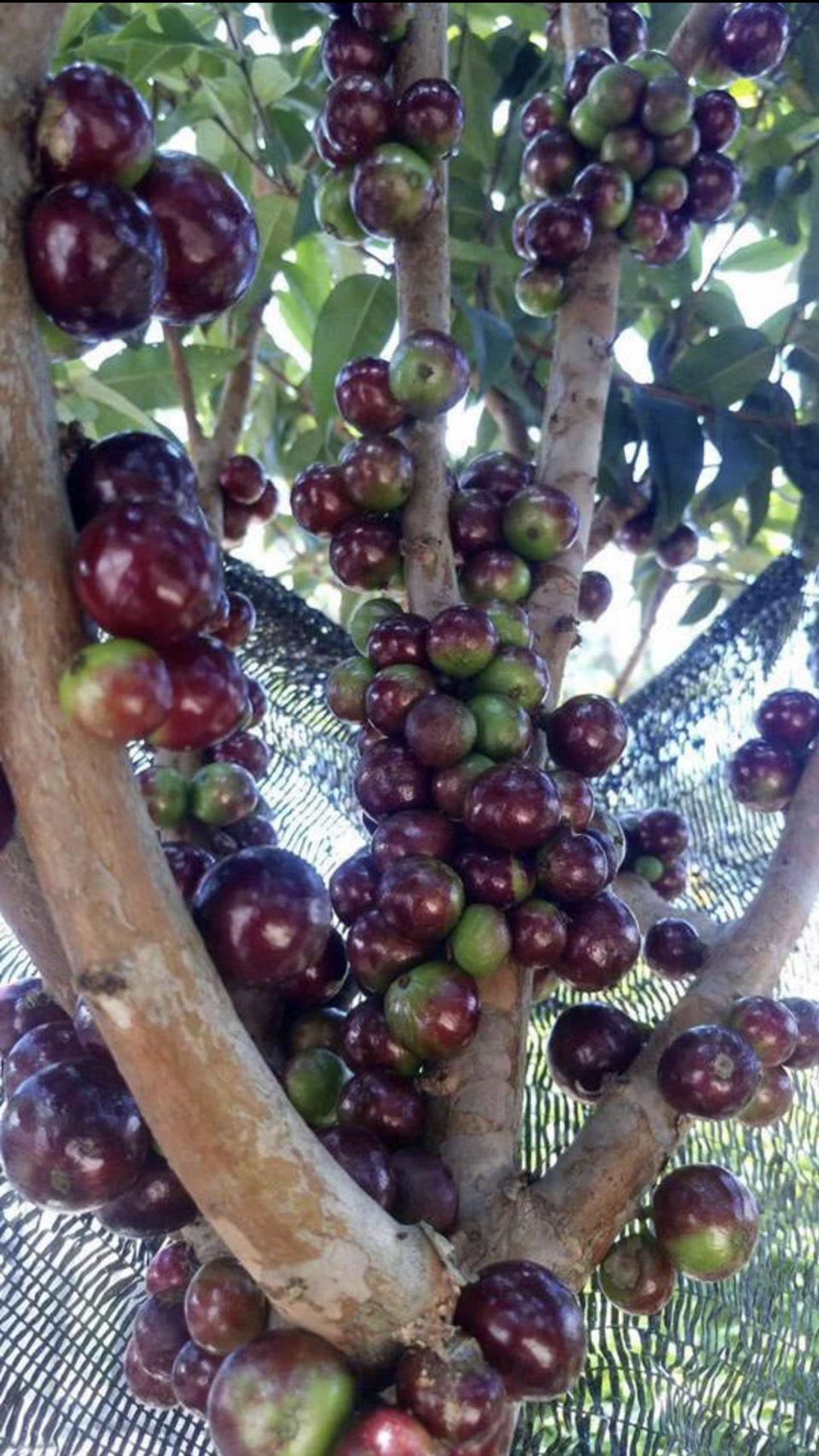 Cây giống nho thân gỗ tứ quý siêu trái