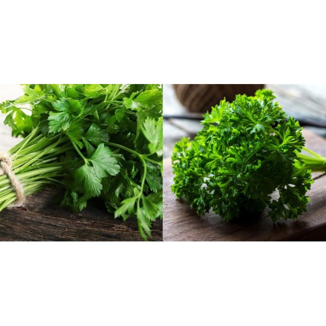 Gói 1GR hạt giống Ngò Tây (Rau mùi xoăn)