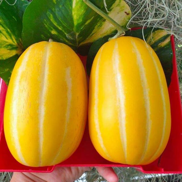 [HCM]Hạt Giống Dưa Lê Hàn Queen Jewel Giống Mỹ Giòn - Ngon - Ngọt Dễ Trồng Chịu NhiệT TốT