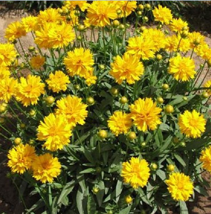 "Gói 50 "Hạt giống hoa Phòng phòng vàng [Seeds]