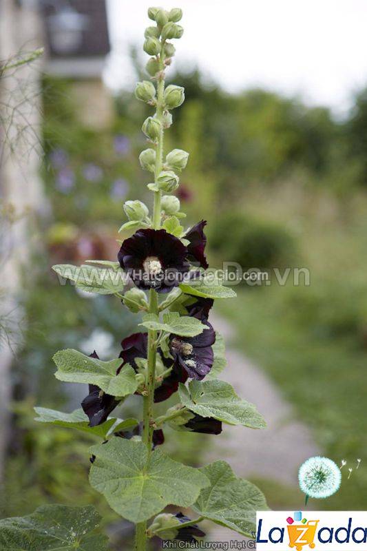 1Gr 100.HAT Hạt Giống Hoa Mãn Đình Hồng Đen (KD| -KD: B18*V34*M211)
