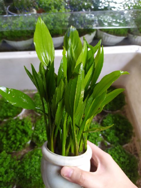 Cây Lan Nước thủy sinh (Ảnh thật của sản phẩm)