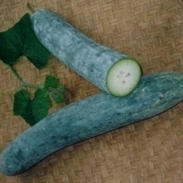 Winter melon seed - High Quality Seeds