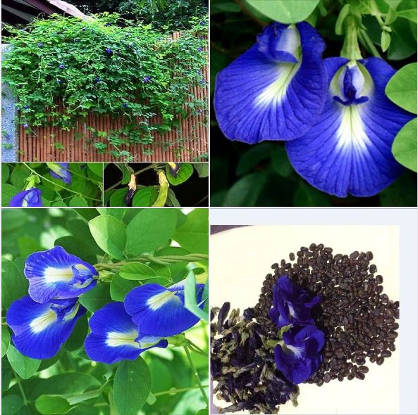 Hạt giống hoa đậu biếc hoa cánh đơn - Gói 20  Hạt