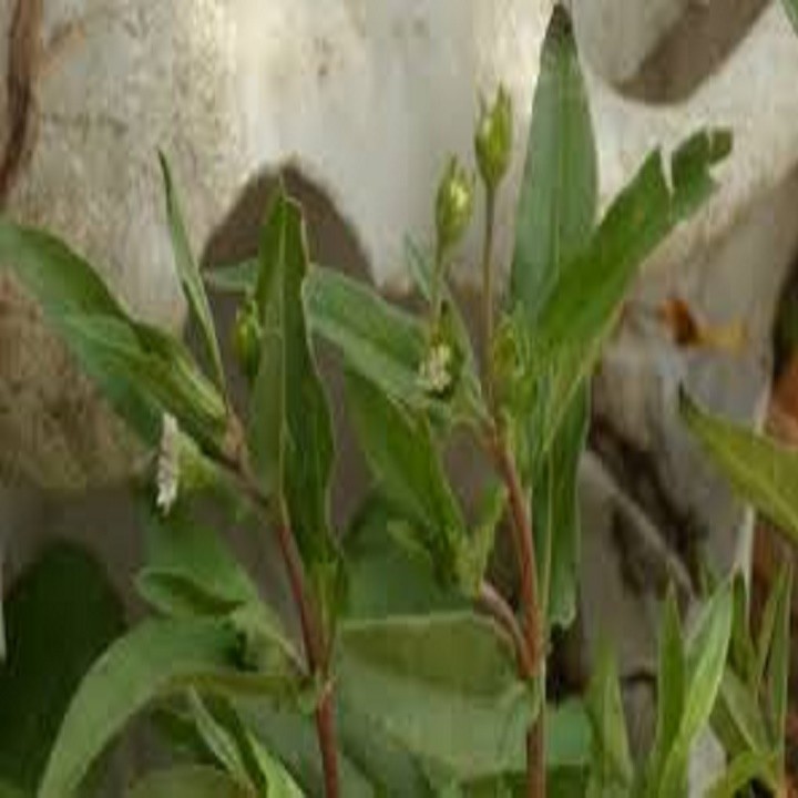 CHẬU CÂY CỎ MỰC ( CÂY NHỌ NỒI)