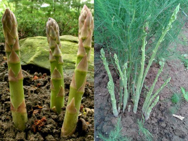 Hạt giống măng tây xanh 20 hạt/ gói