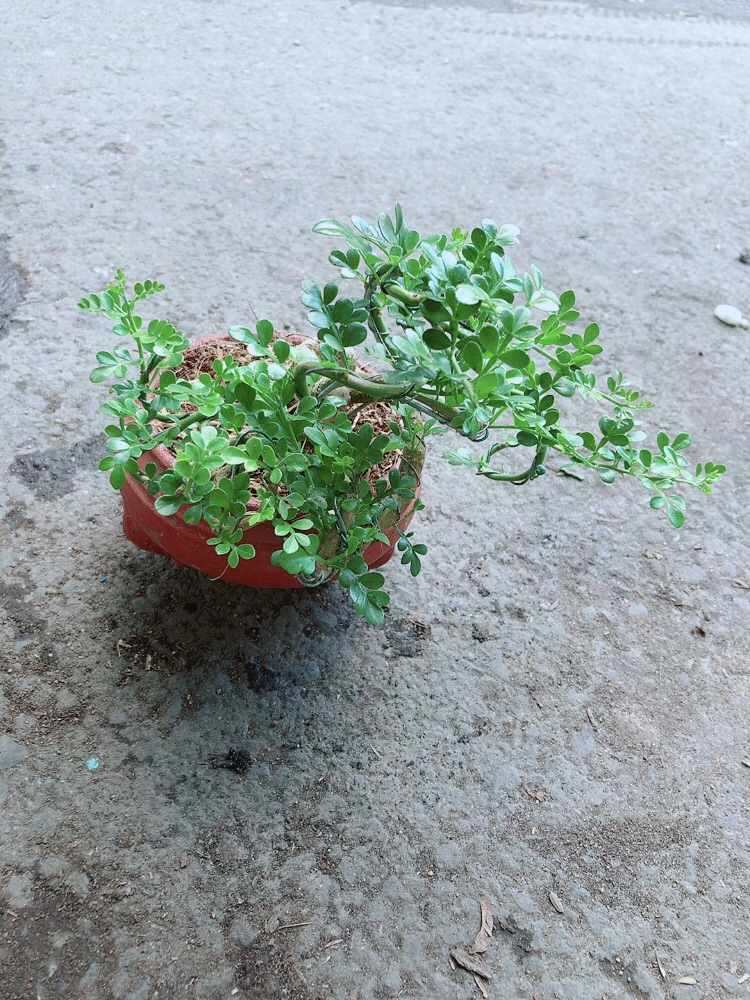 [HCM]Chậu Cây Cần Thăng