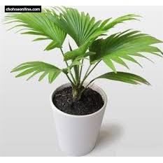 Cây cọ nhật chuẩn giống F1